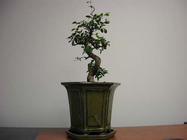 office bonsai