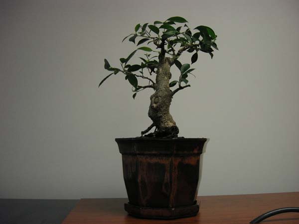 office bonsai