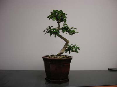 office bonsai